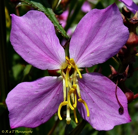 {Rhexia virginica}